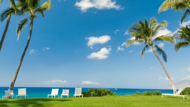 美高梅：园林绿化植物枫树